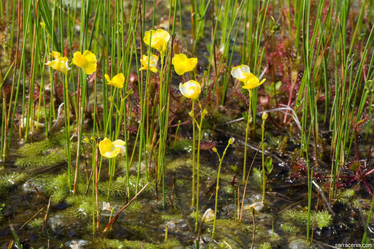 Image of flatleaf bladderwort