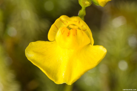 Image of flatleaf bladderwort