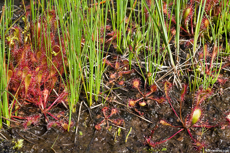 صورة Drosera anglica Huds.