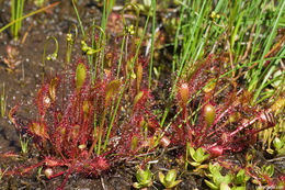 صورة Drosera anglica Huds.