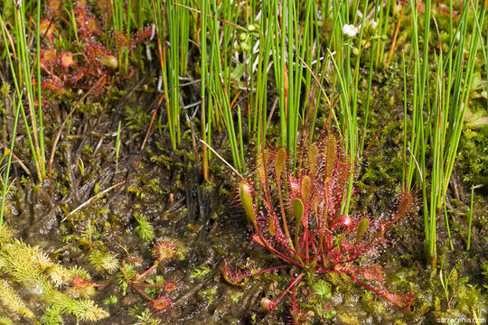 Image of Great Sundew