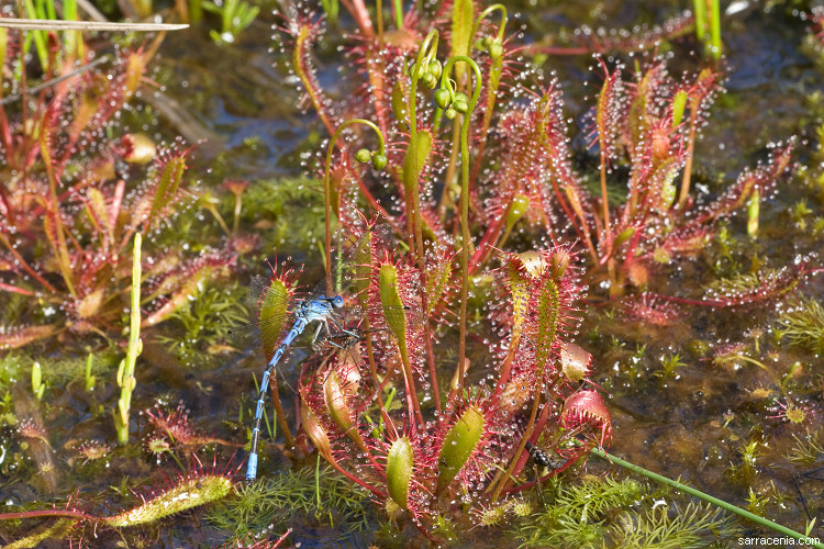 صورة Drosera anglica Huds.