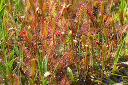 صورة Drosera anglica Huds.