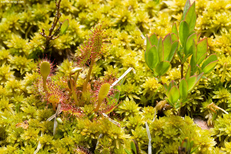 صورة Drosera anglica Huds.