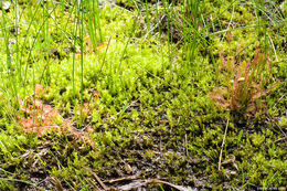 صورة Drosera anglica Huds.