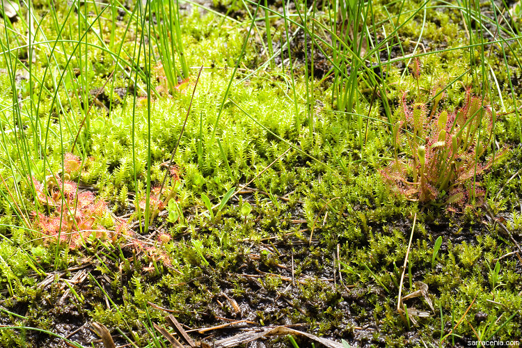 صورة Drosera anglica Huds.