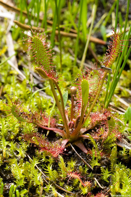 صورة Drosera anglica Huds.