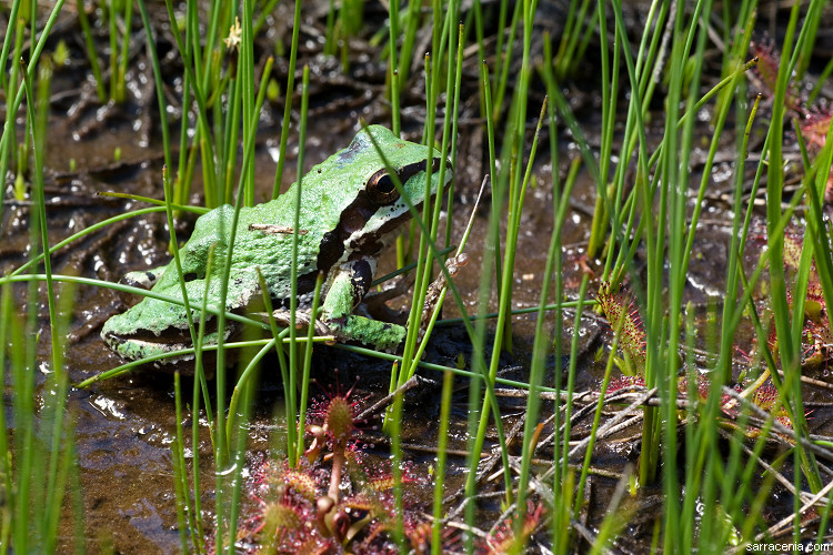 Image of Northern Pacific Treefrog