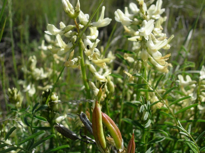 صورة Astragalus atropubescens Coult. & Fisch.