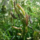 صورة Astragalus atropubescens Coult. & Fisch.