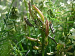 صورة Astragalus atropubescens Coult. & Fisch.