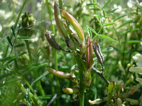 صورة Astragalus atropubescens Coult. & Fisch.