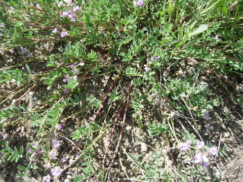 Image of bentflower milkvetch