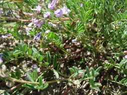 Sivun Astragalus vexilliflexus Sheldon kuva