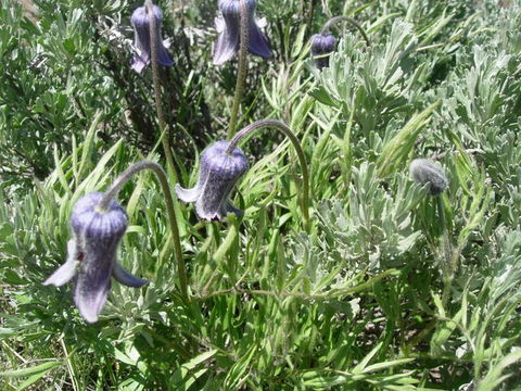 Image of hairy clematis