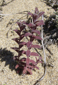 Image of Monterey Indian paintbrush