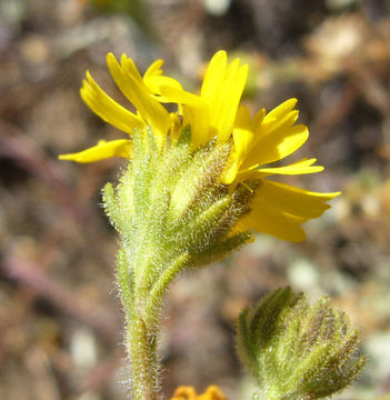 Image of Gaviota Tarplant