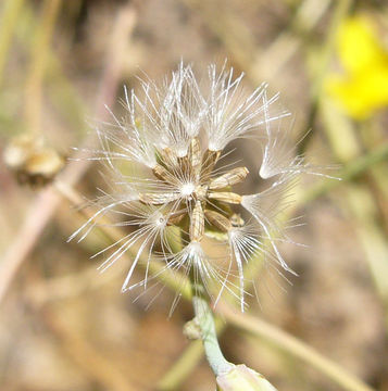 Image of woolly desertdandelion