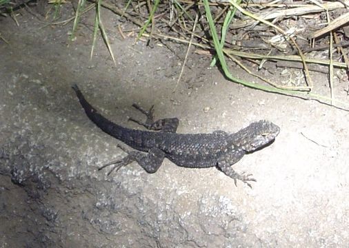 Image of Sceloporus occidentalis taylori Camp 1916