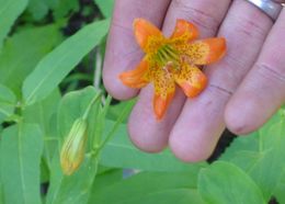 Image de Lilium parvum Kellogg