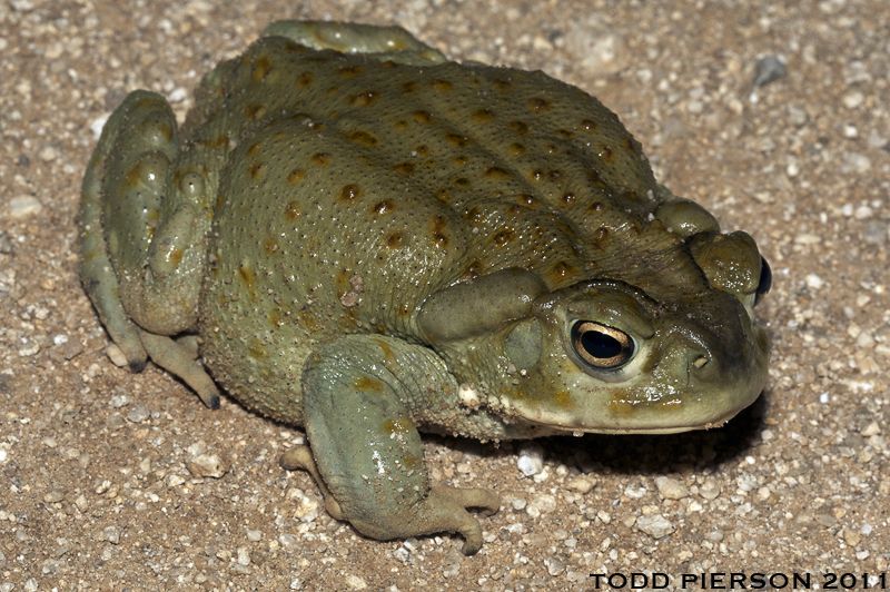 Image of Colorado River Toad Sonoran Desert Toad