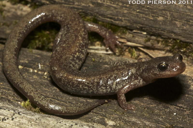 Image of Jemez Mountains salamander