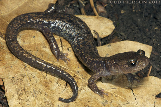 Image of Sacramento Mountain Salamander