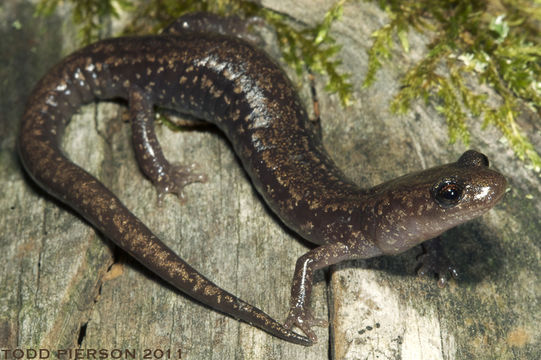 Image of Sacramento Mountain Salamander