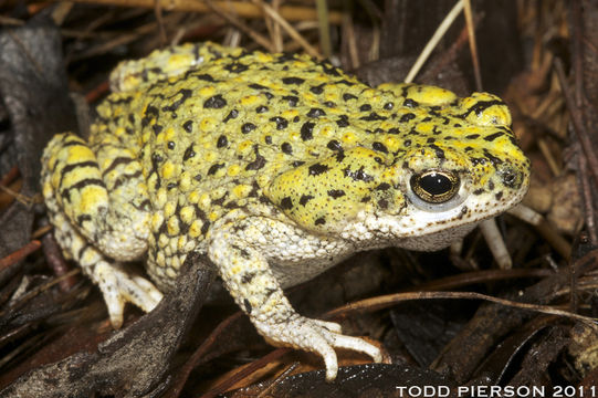 Image of Green toad