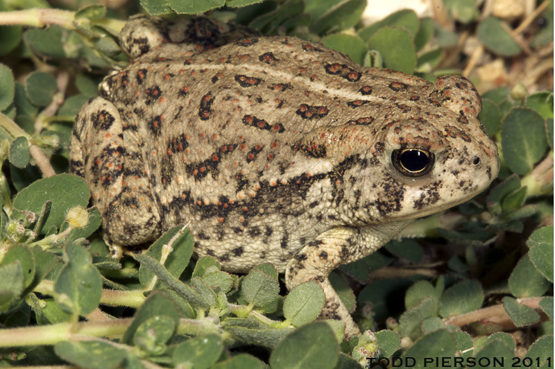 Image of Woodhouse's Toad