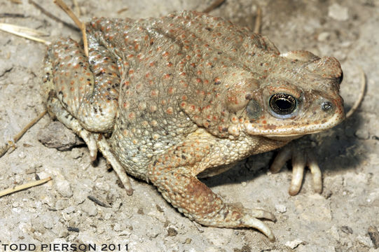 Plancia ëd Anaxyrus punctatus (Baird & Girard 1852)