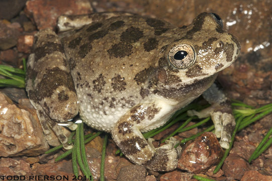 Image of <i>Hyla arenicolor</i>