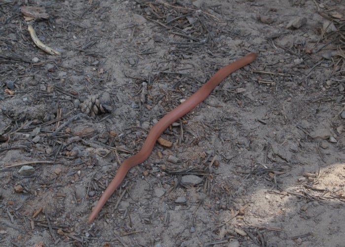 Image of Northern Rubber Boa