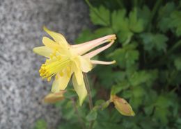 صورة Aquilegia pubescens Coville