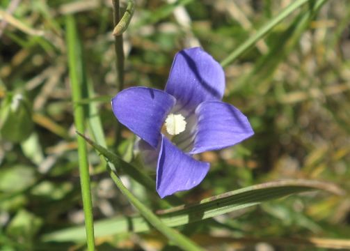 Image de Gentianopsis holopetala (A. Gray) Iltis