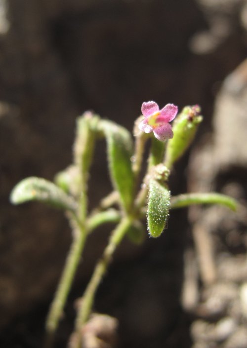 Plancia ëd <i>Mimulus breweri</i>