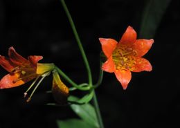 Image de Lilium parvum Kellogg