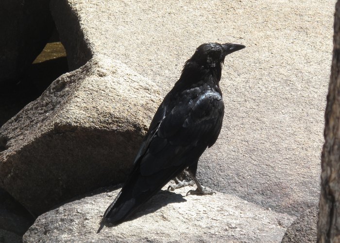 Image of Northern Raven