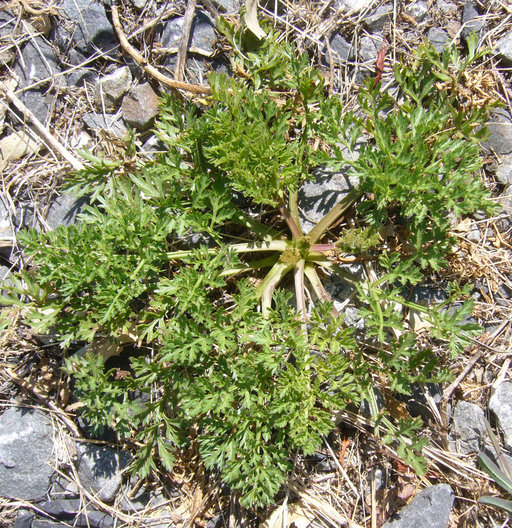 Image of Queen Anne's lace