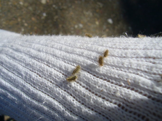 Image of spreading hedgeparsley