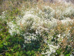 Image of broadleaved pepperweed