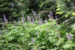 Image of broadleaf lupine