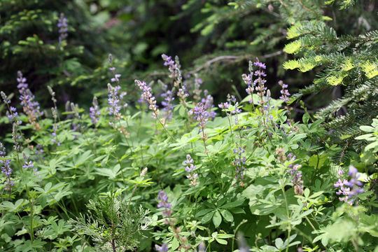 Plancia ëd Lupinus latifolius subsp. viridifolius (A. Heller) P. Kenney & D. B. Dunn