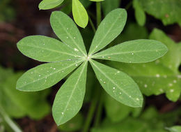 Image of broadleaf lupine