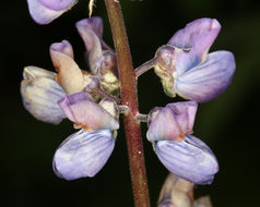 Plancia ëd Lupinus latifolius subsp. viridifolius (A. Heller) P. Kenney & D. B. Dunn