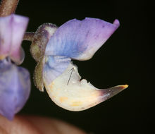 Plancia ëd Lupinus latifolius subsp. viridifolius (A. Heller) P. Kenney & D. B. Dunn