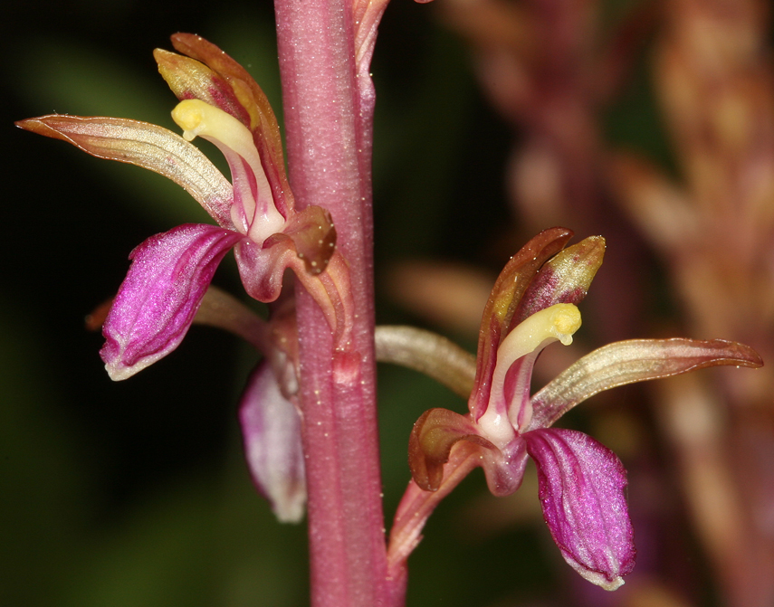 Corallorhiza mertensiana Bong.的圖片