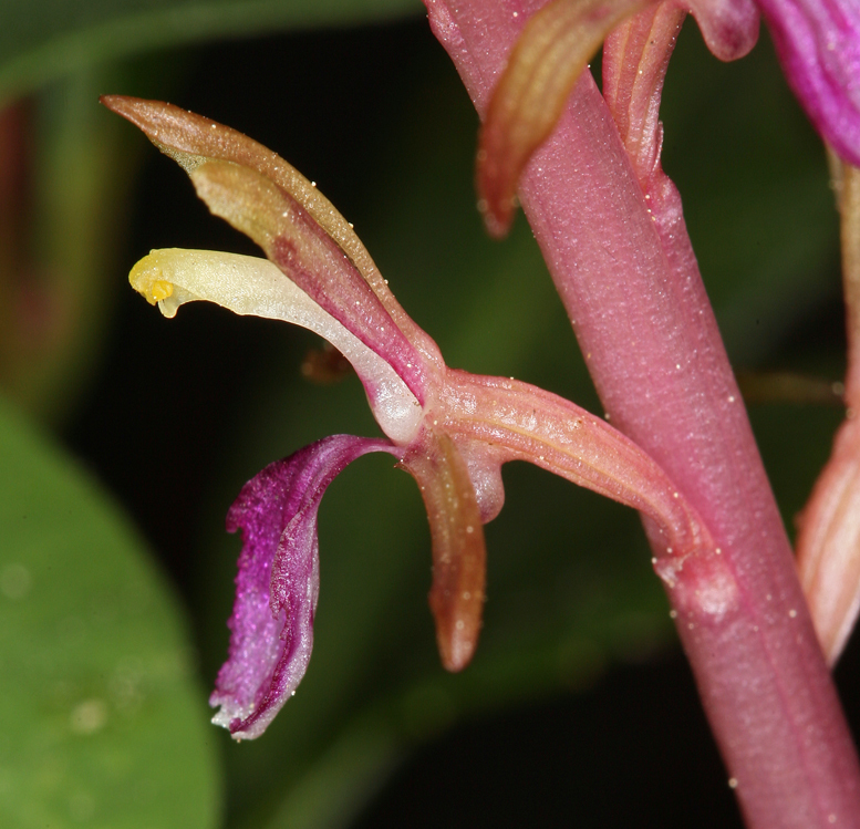 Corallorhiza mertensiana Bong.的圖片