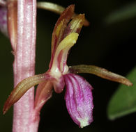 Corallorhiza mertensiana Bong.的圖片