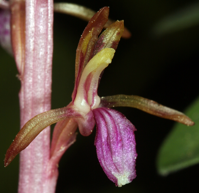 Corallorhiza mertensiana Bong.的圖片